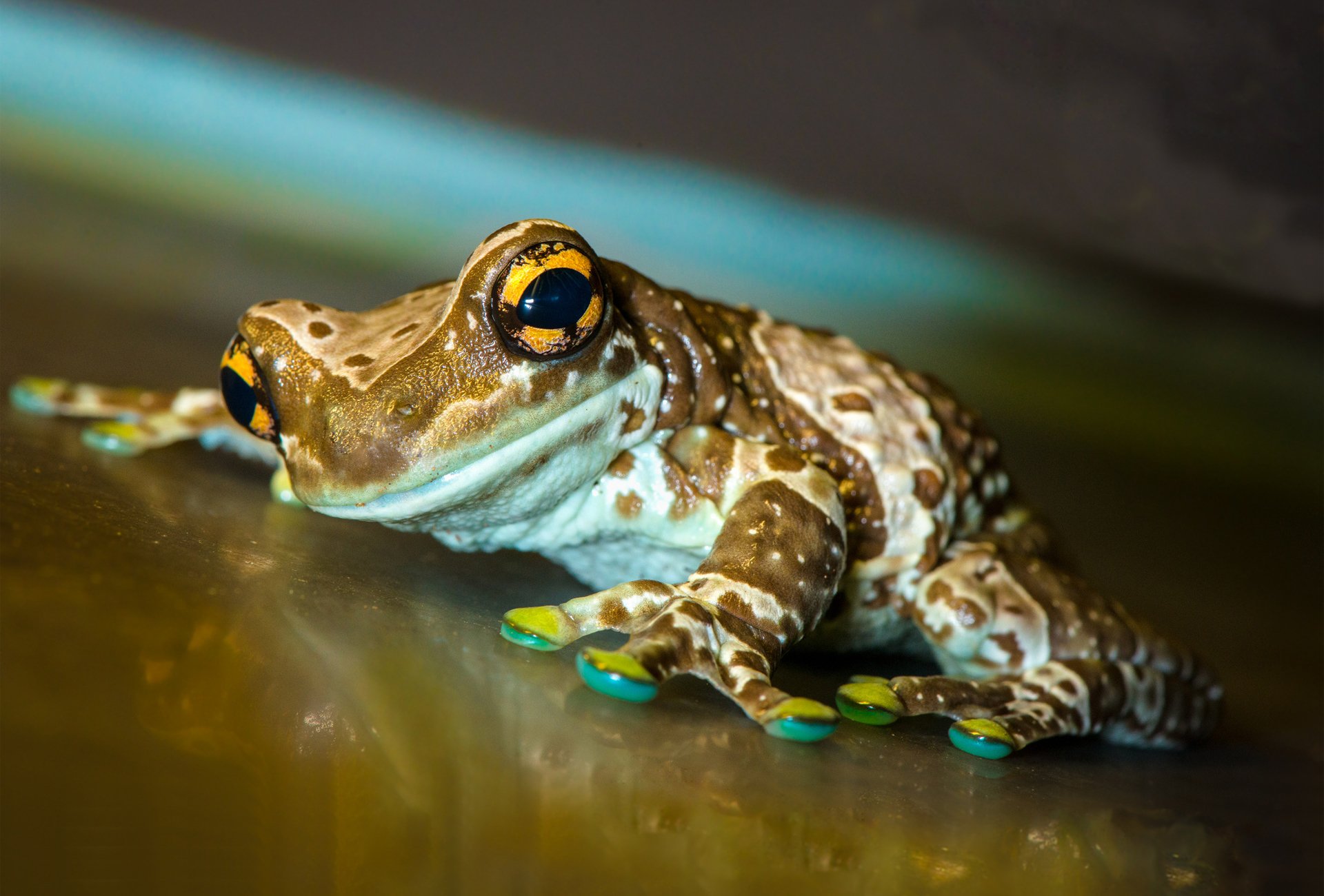 frog Wallpaper