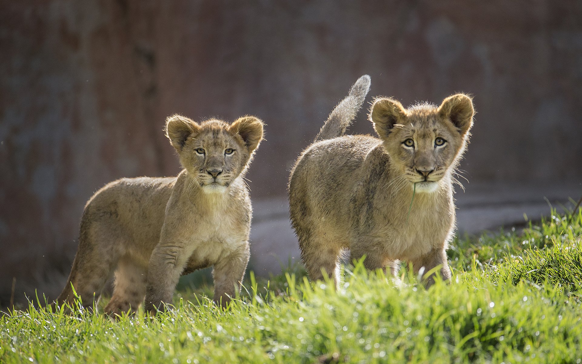 lion, Cub Wallpaper