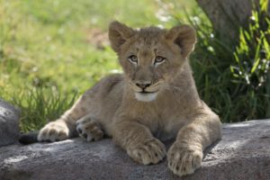 lion, Cub