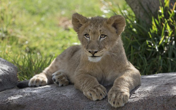 lion, Cub HD Wallpaper Desktop Background
