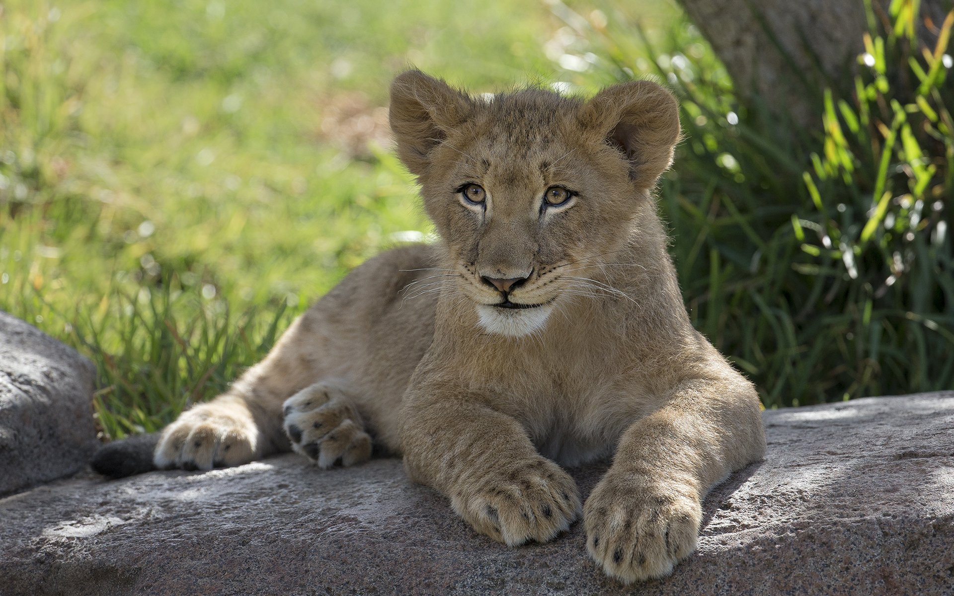 lion, Cub Wallpaper