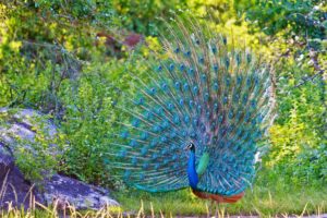 peacock, Feathers, Plumage, Blue, Nature