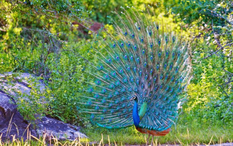 peacock, Feathers, Plumage, Blue, Nature Wallpapers HD / Desktop and Mobile  Backgrounds