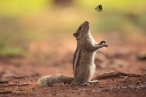 squirrel, Butterfly, Friendship, Chipmunk