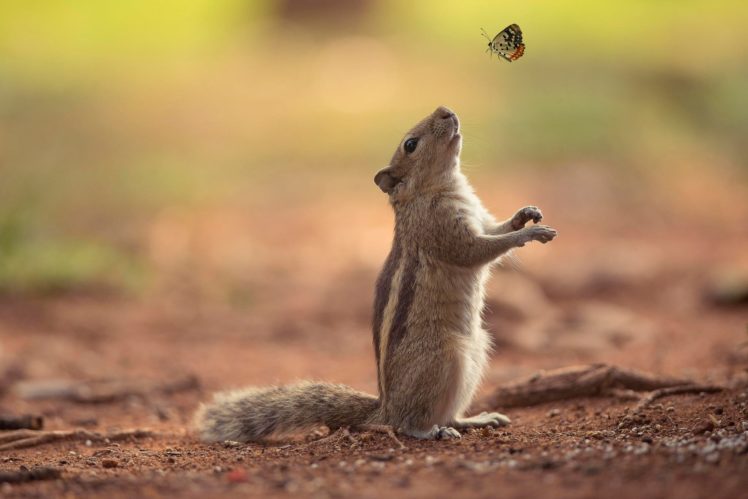 squirrel, Butterfly, Friendship, Chipmunk HD Wallpaper Desktop Background
