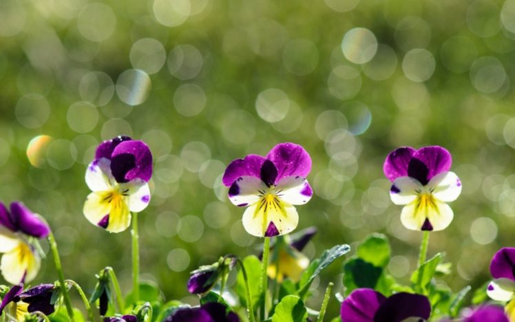 petals, Macro, Flowers, Purple, Plants, Glisten, Spots HD Wallpaper Desktop Background