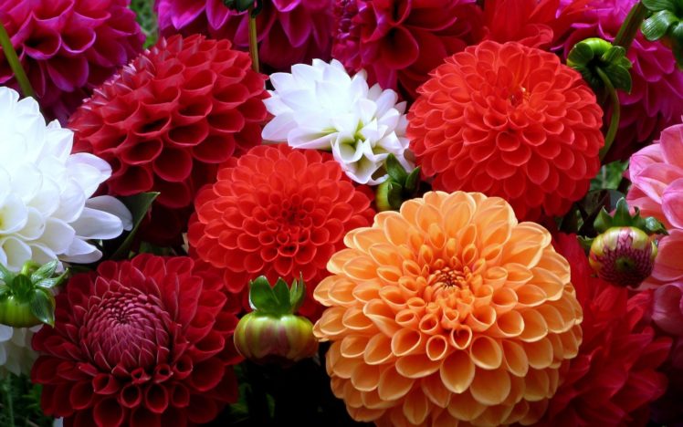 nature, Flowers, Bouquet, Color, Petals HD Wallpaper Desktop Background