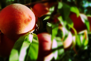 blurry, Peaches