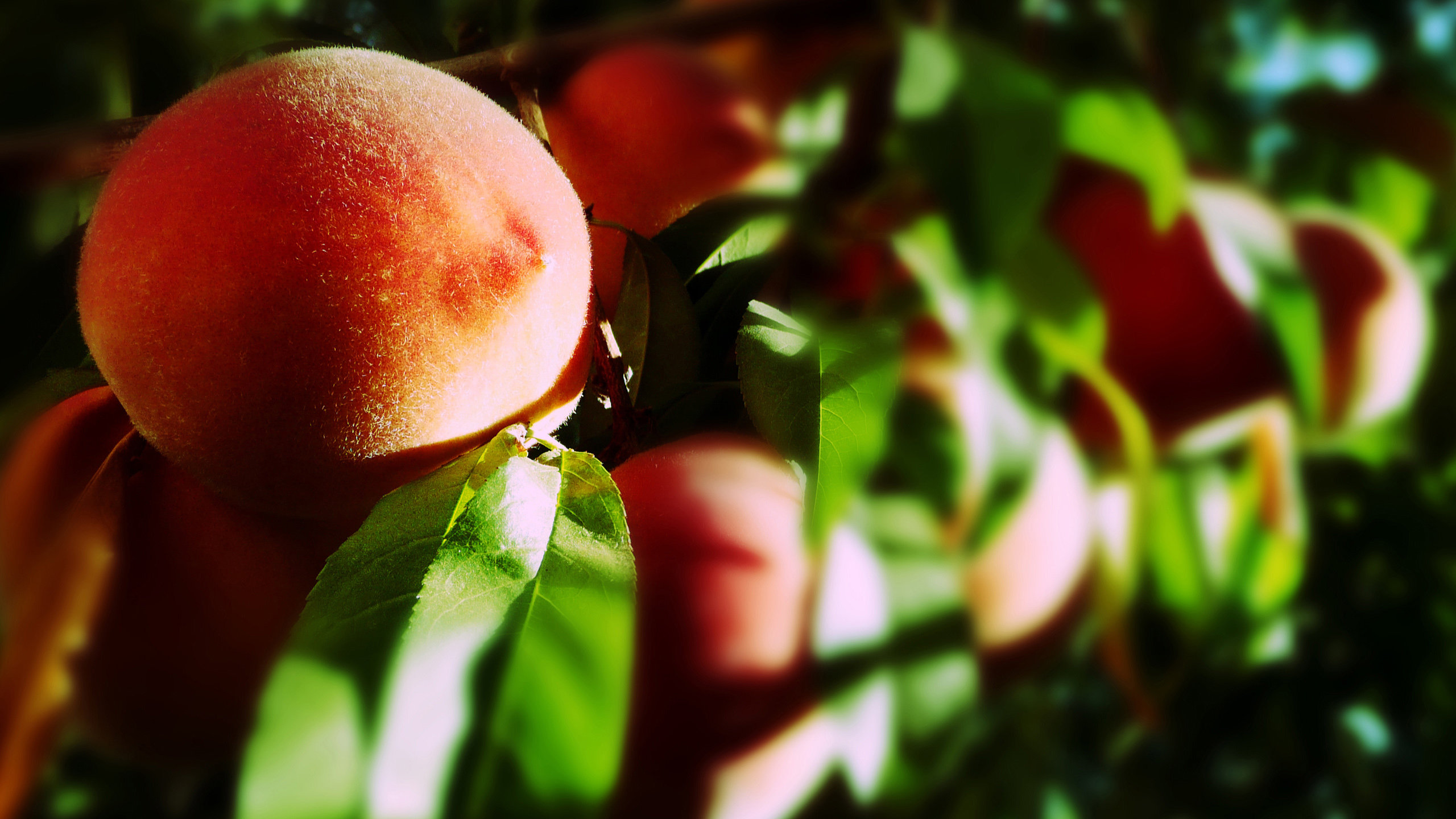 blurry, Peaches Wallpaper