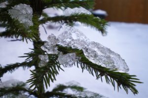 icey, Christmas, Tree