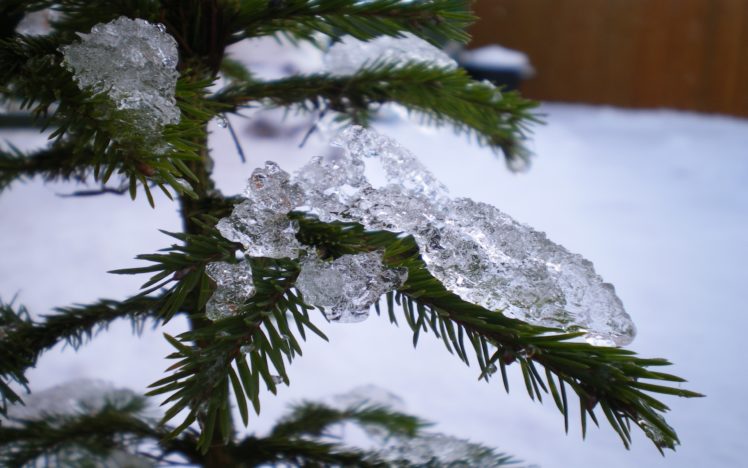 icey, Christmas, Tree HD Wallpaper Desktop Background