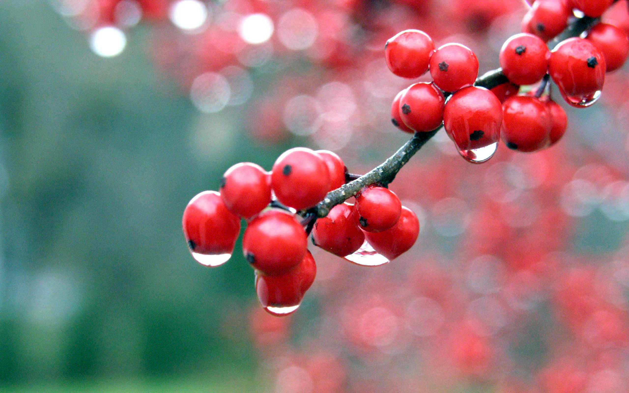 red, Berries Wallpaper