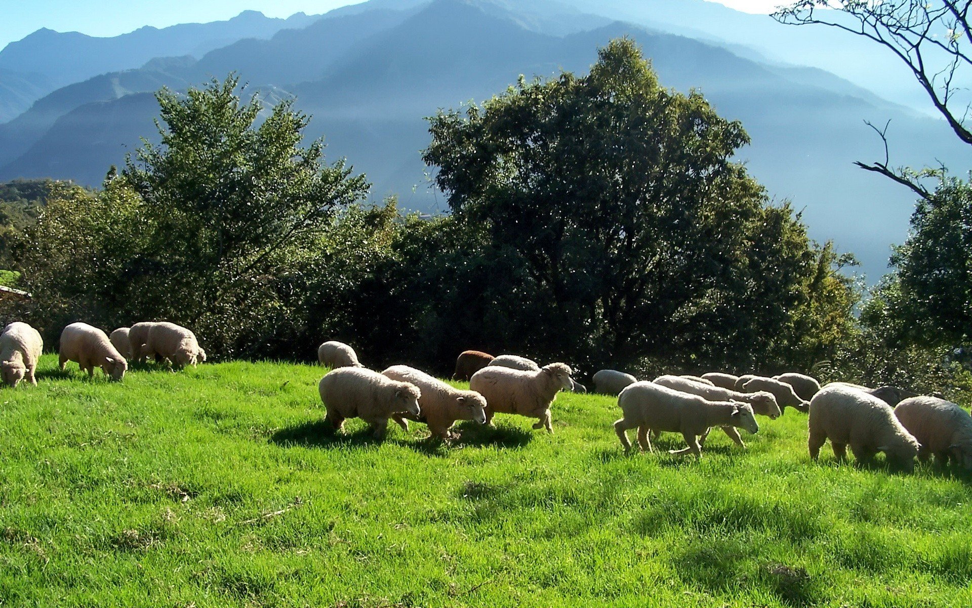 sheep Wallpaper