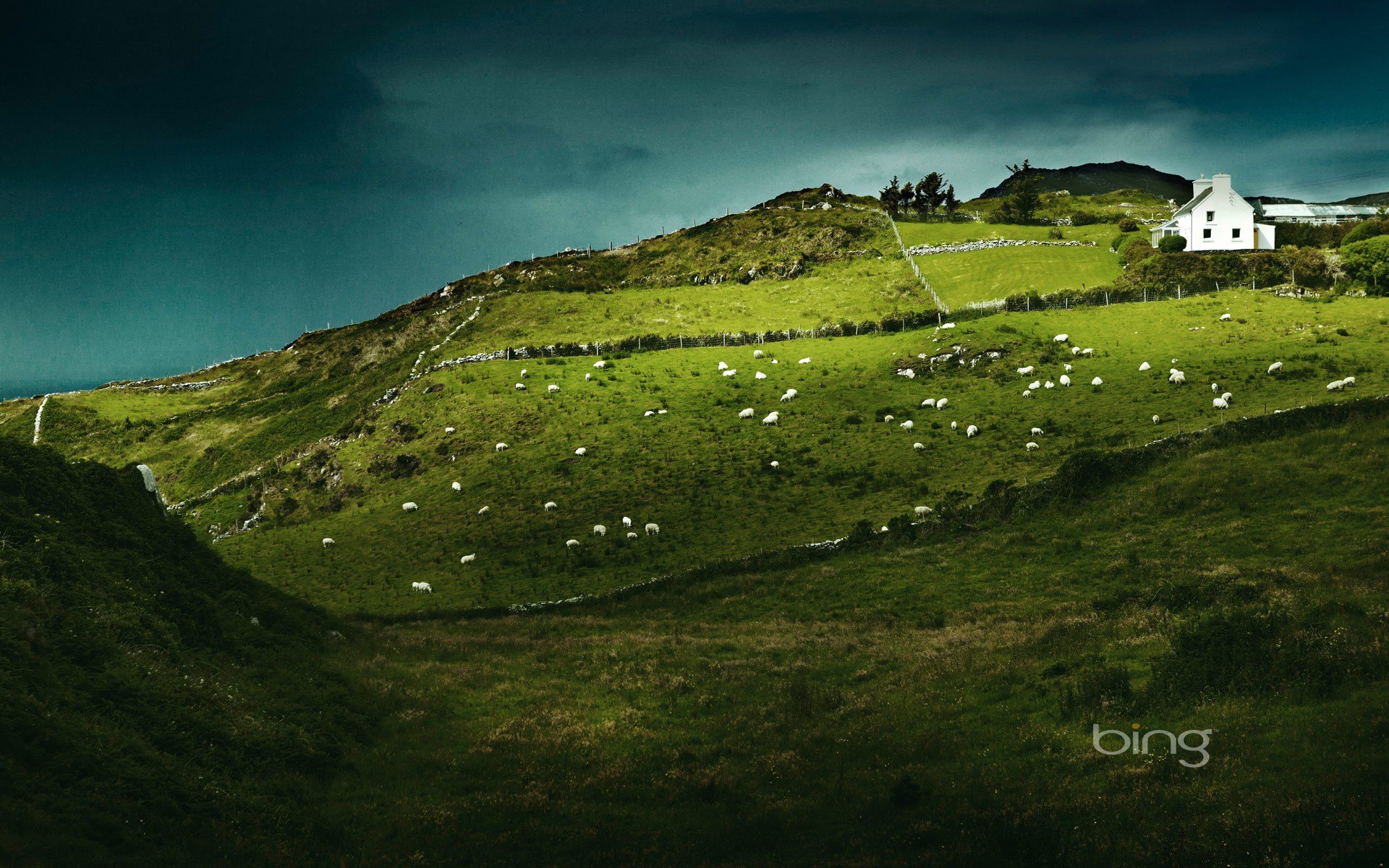 sheep Wallpaper