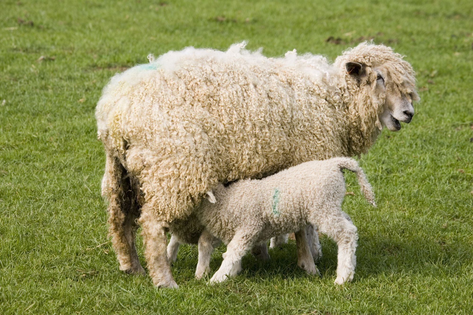 sheep Wallpaper