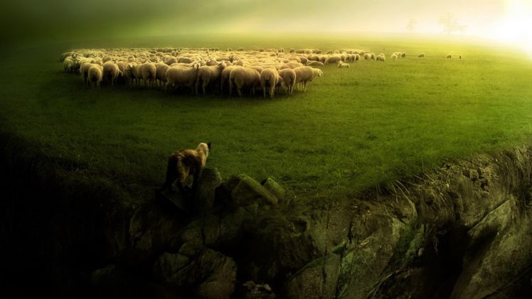 sheep HD Wallpaper Desktop Background