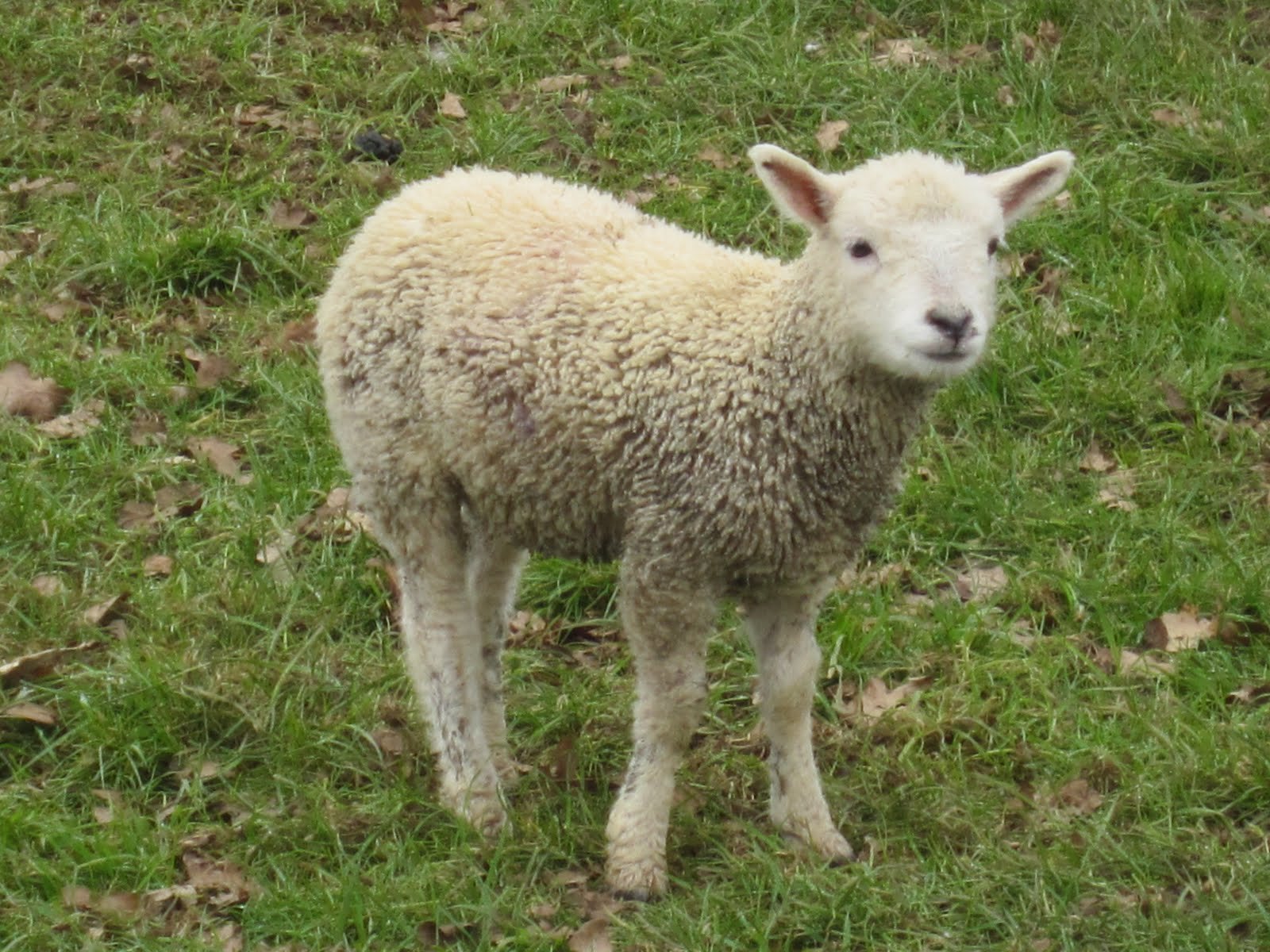 sheep Wallpaper