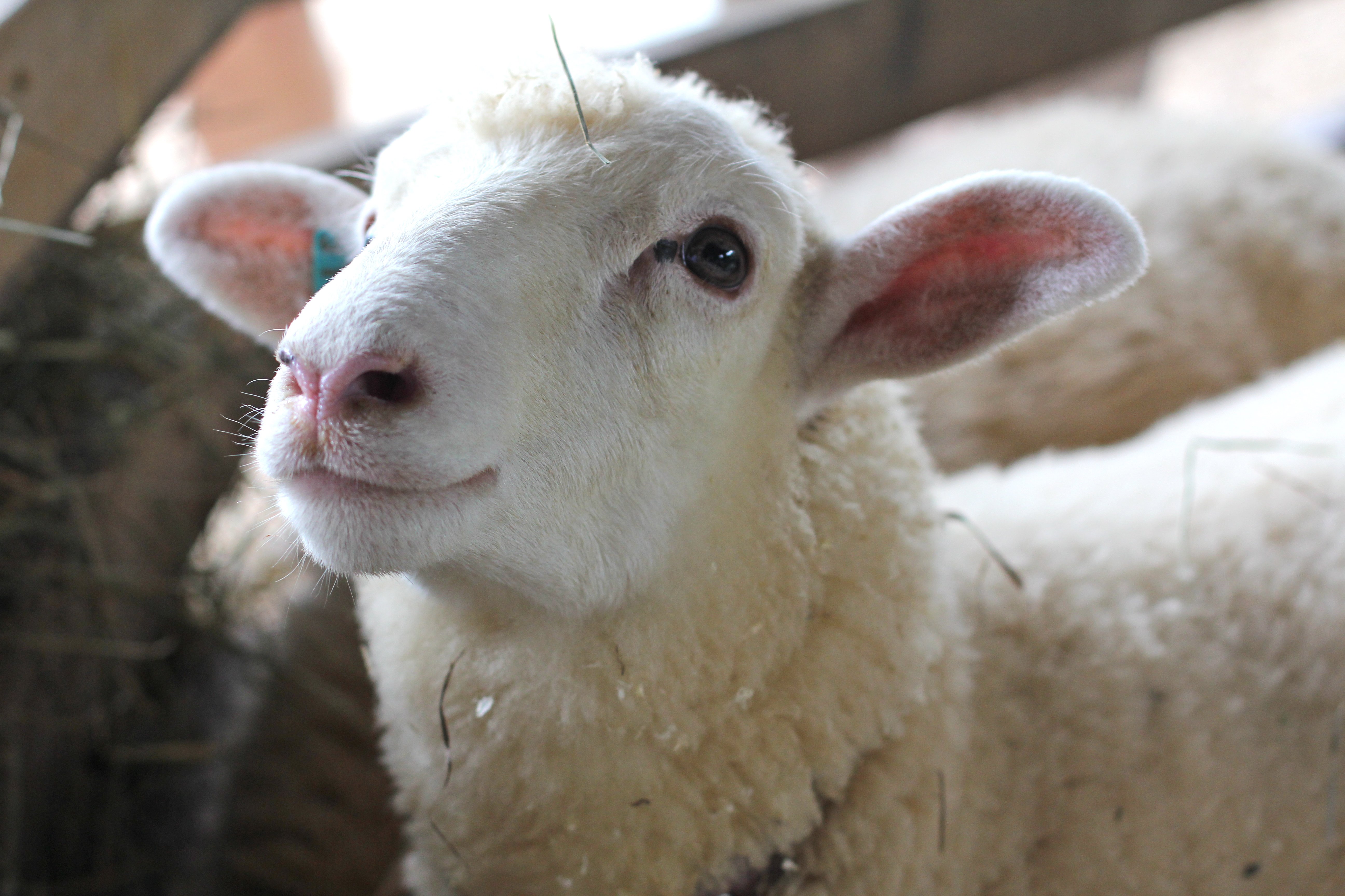 sheep Wallpaper