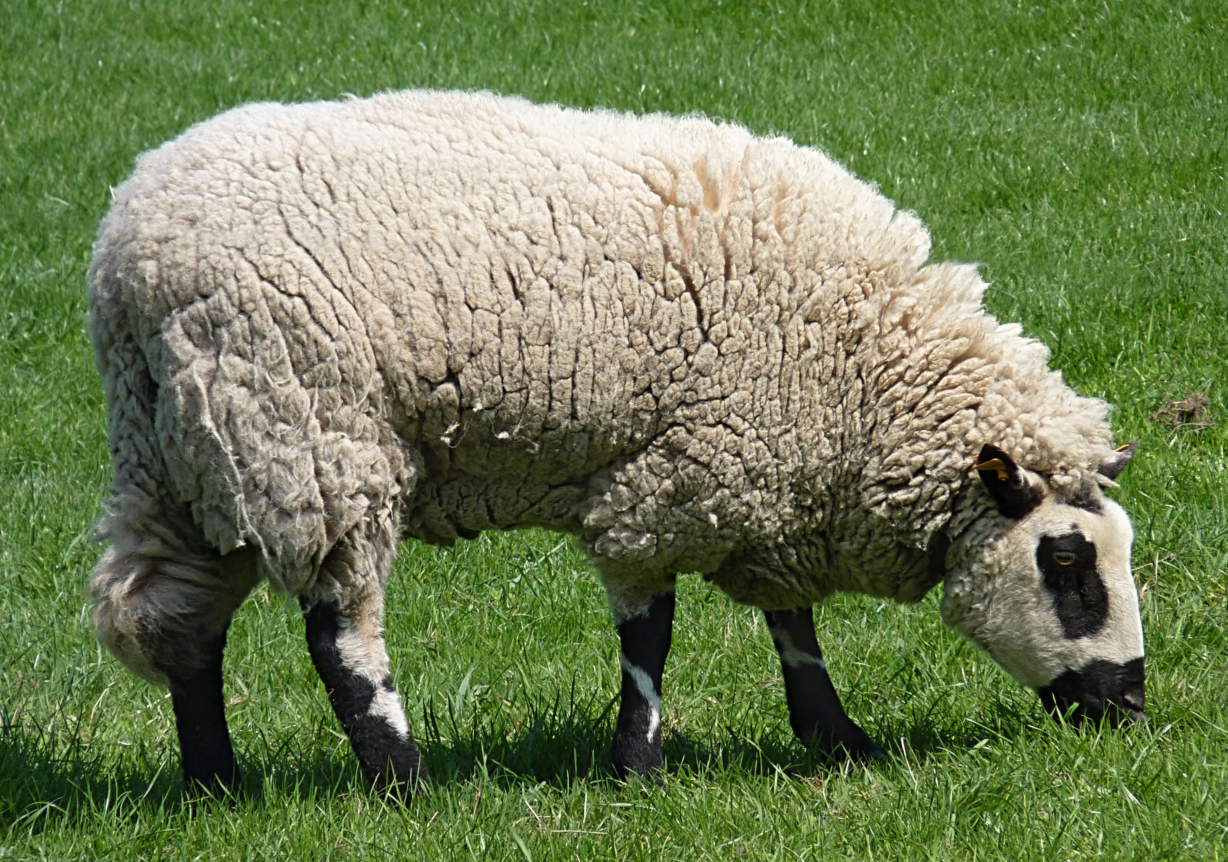 sheep Wallpaper