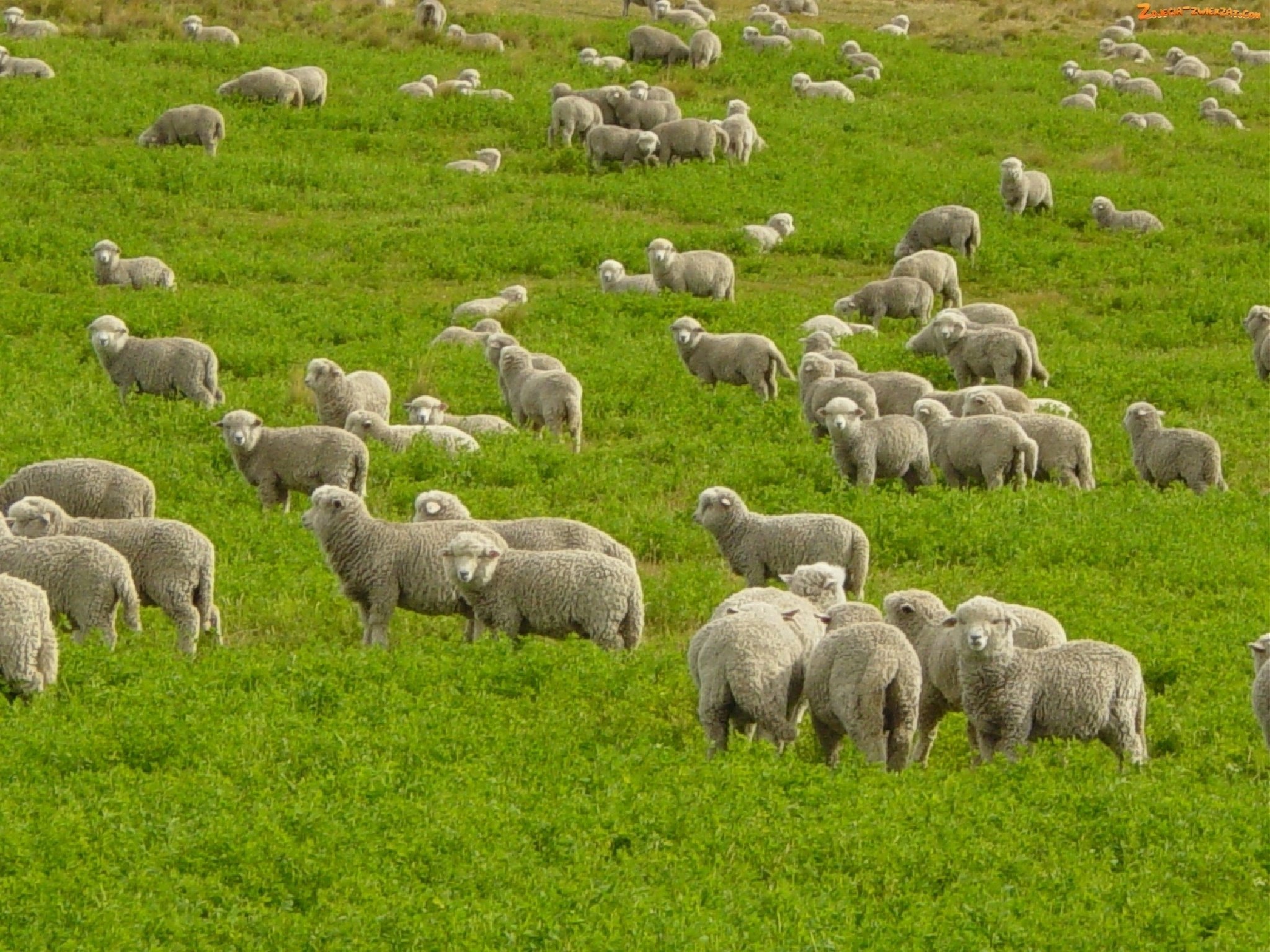 sheep Wallpaper