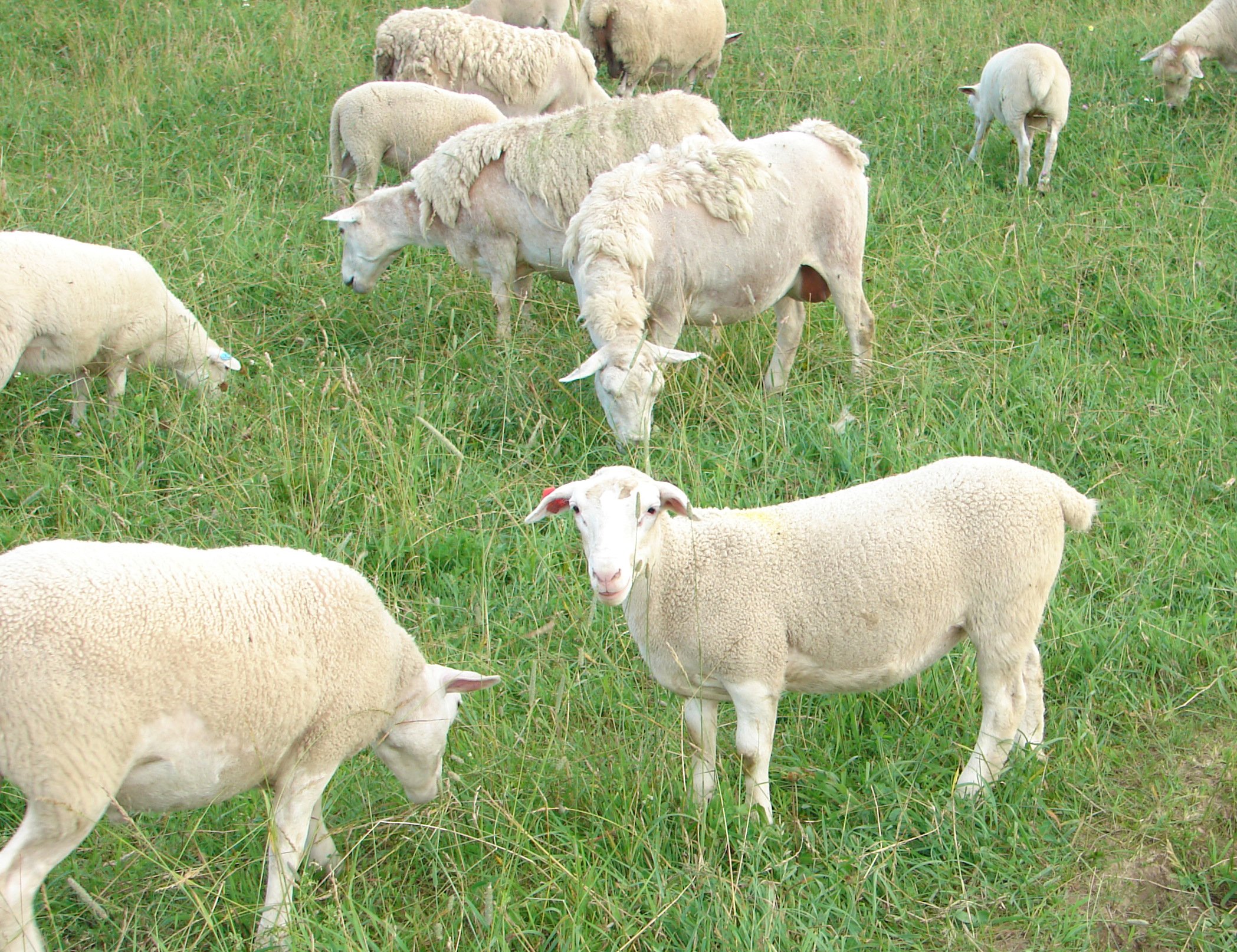 sheep Wallpaper