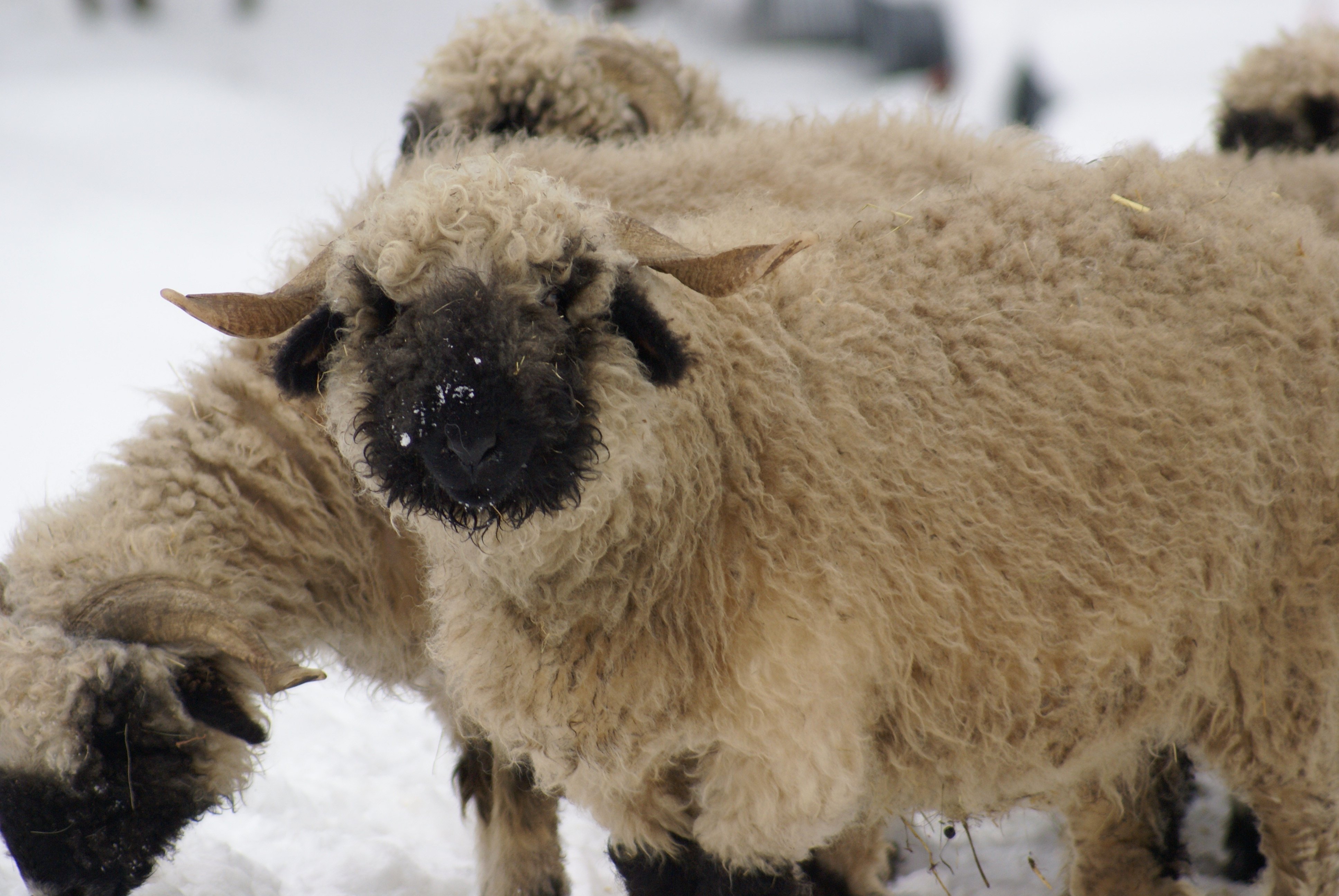 sheep Wallpaper