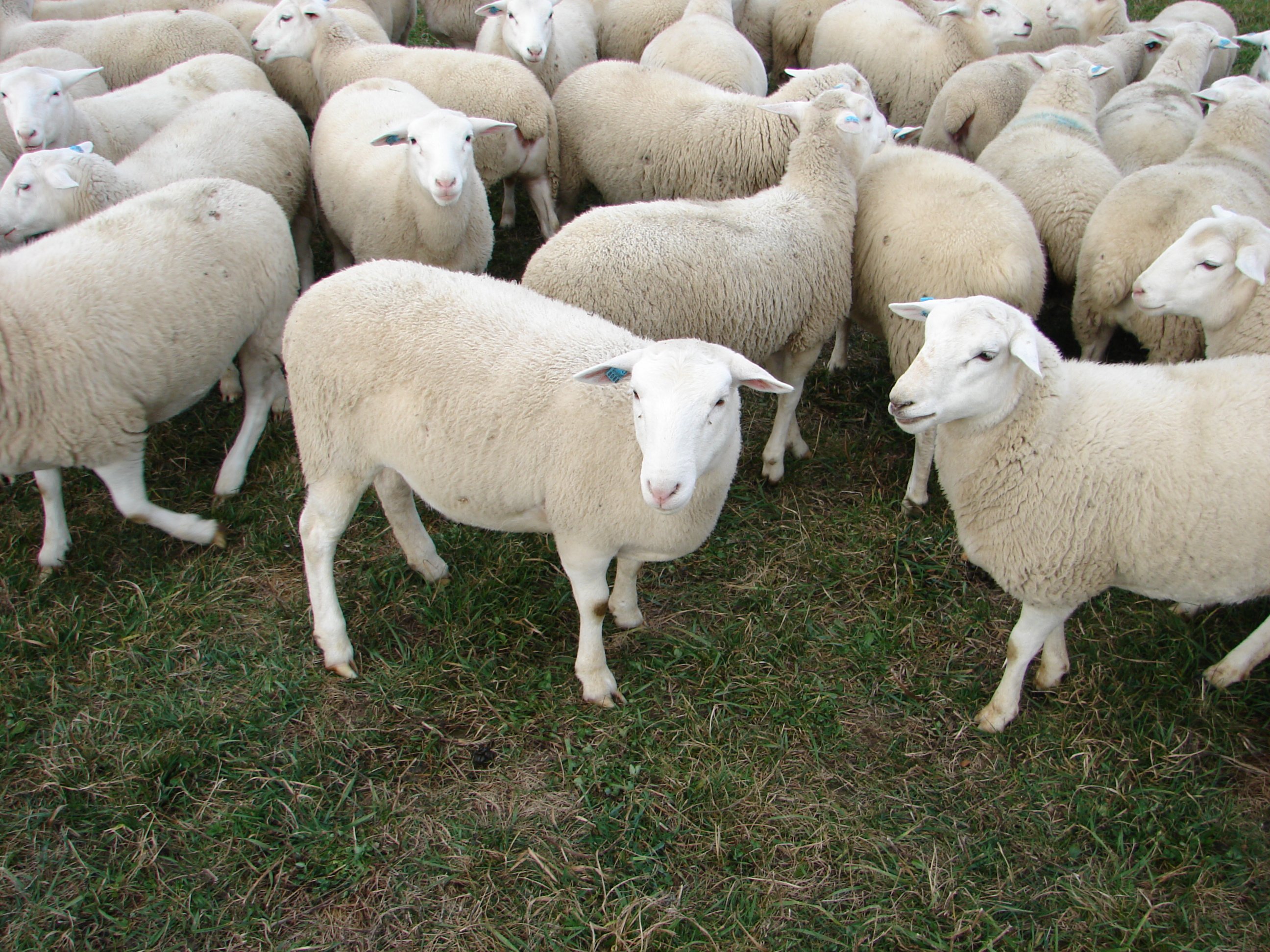 sheep Wallpaper
