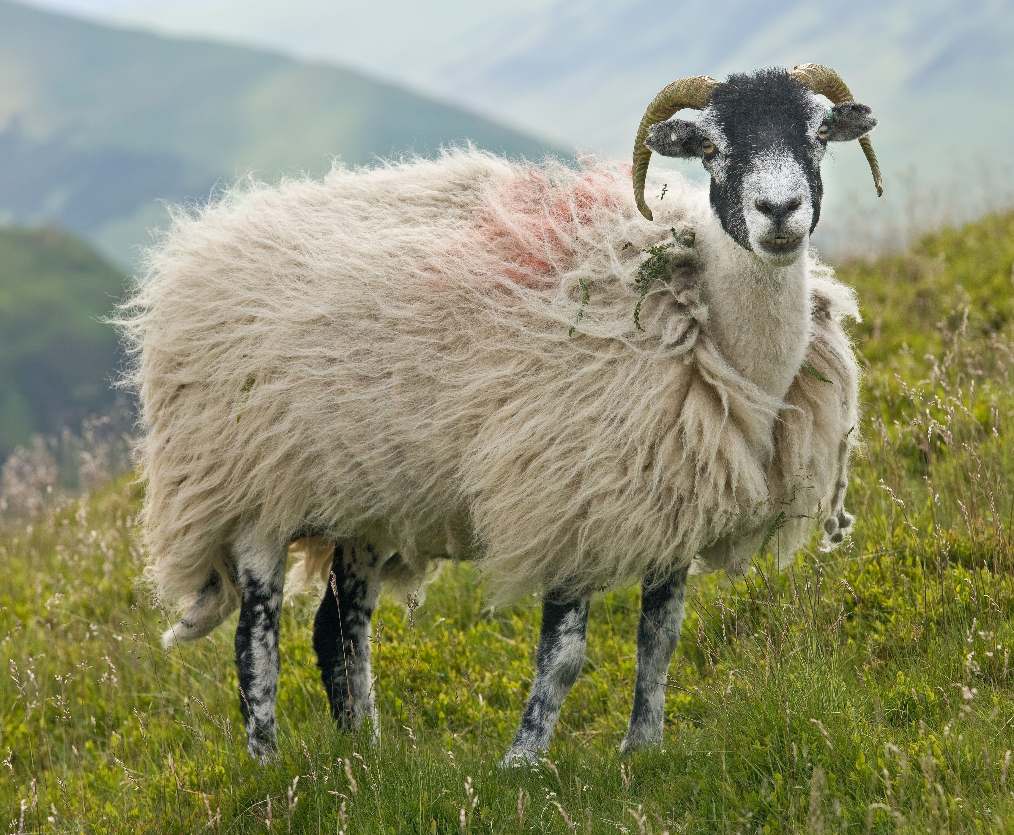 sheep Wallpaper