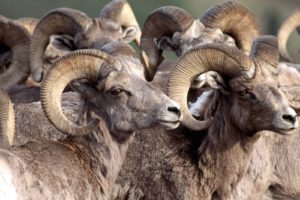bighorn, Sheep
