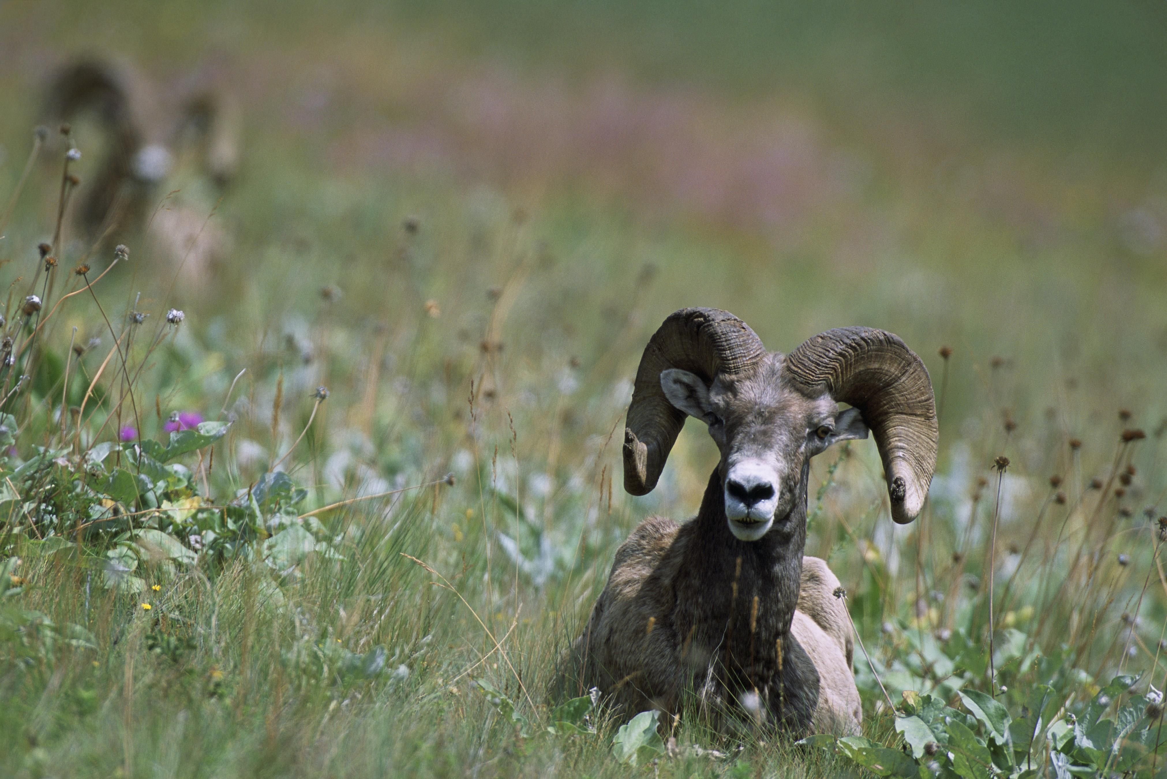 bighorn, Sheep Wallpaper