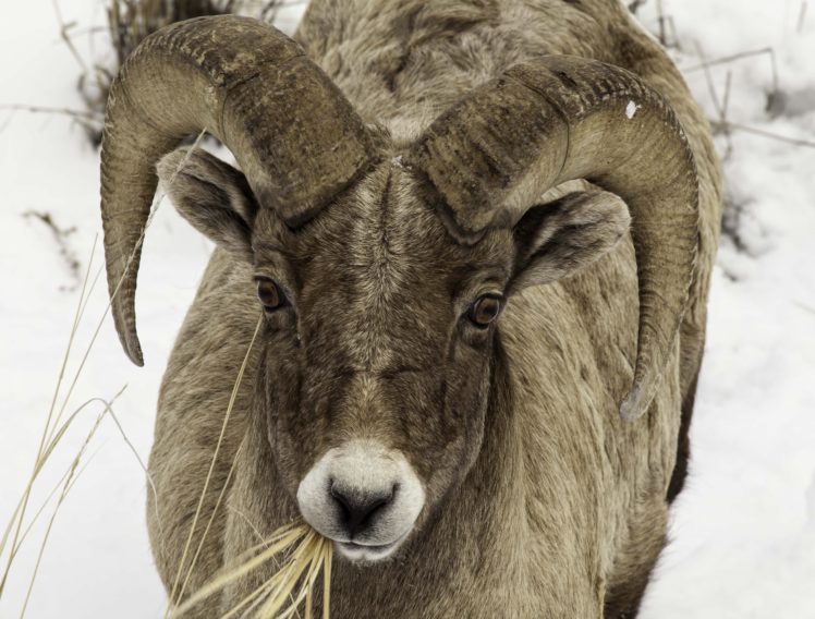 bighorn, Sheep HD Wallpaper Desktop Background