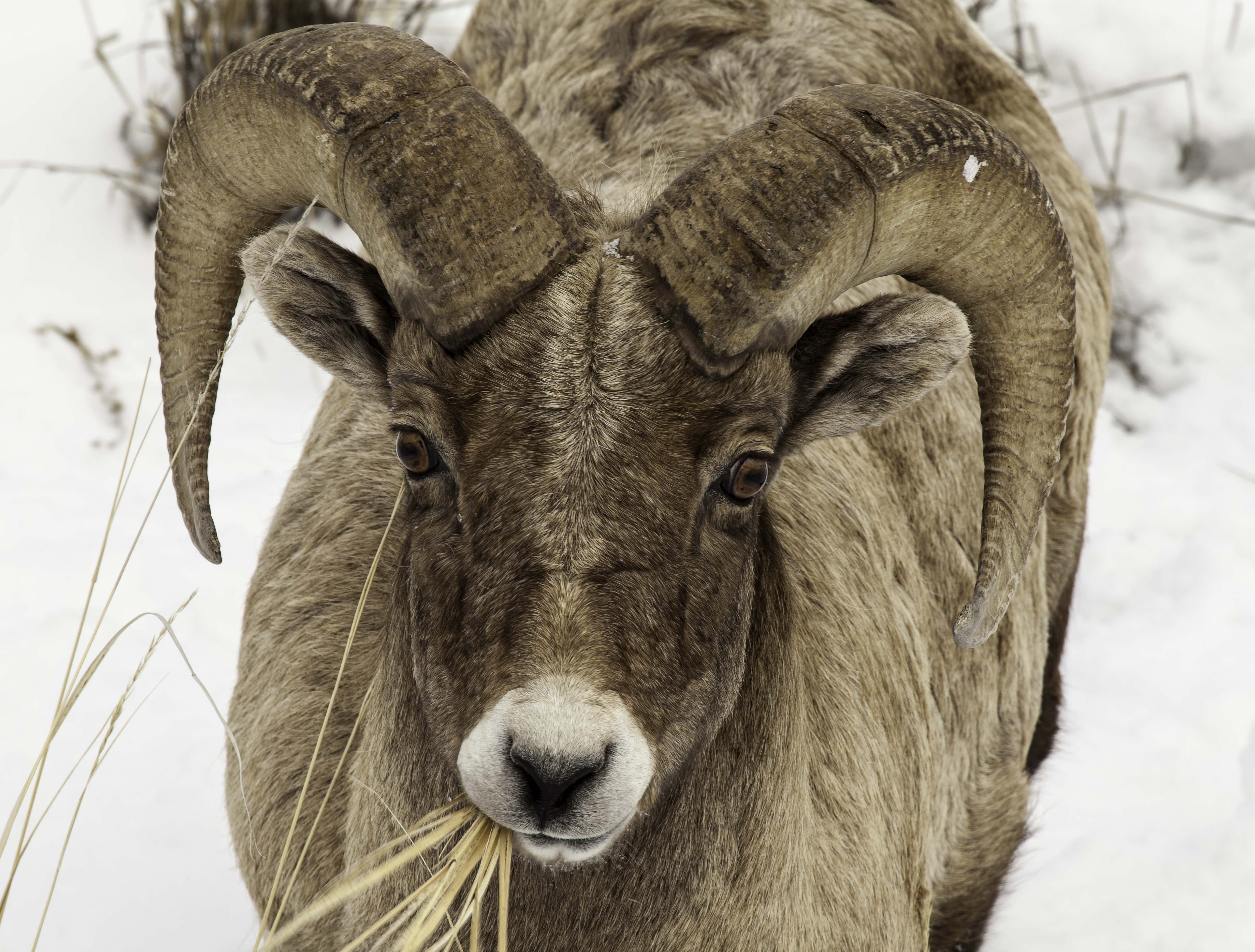 bighorn, Sheep Wallpaper