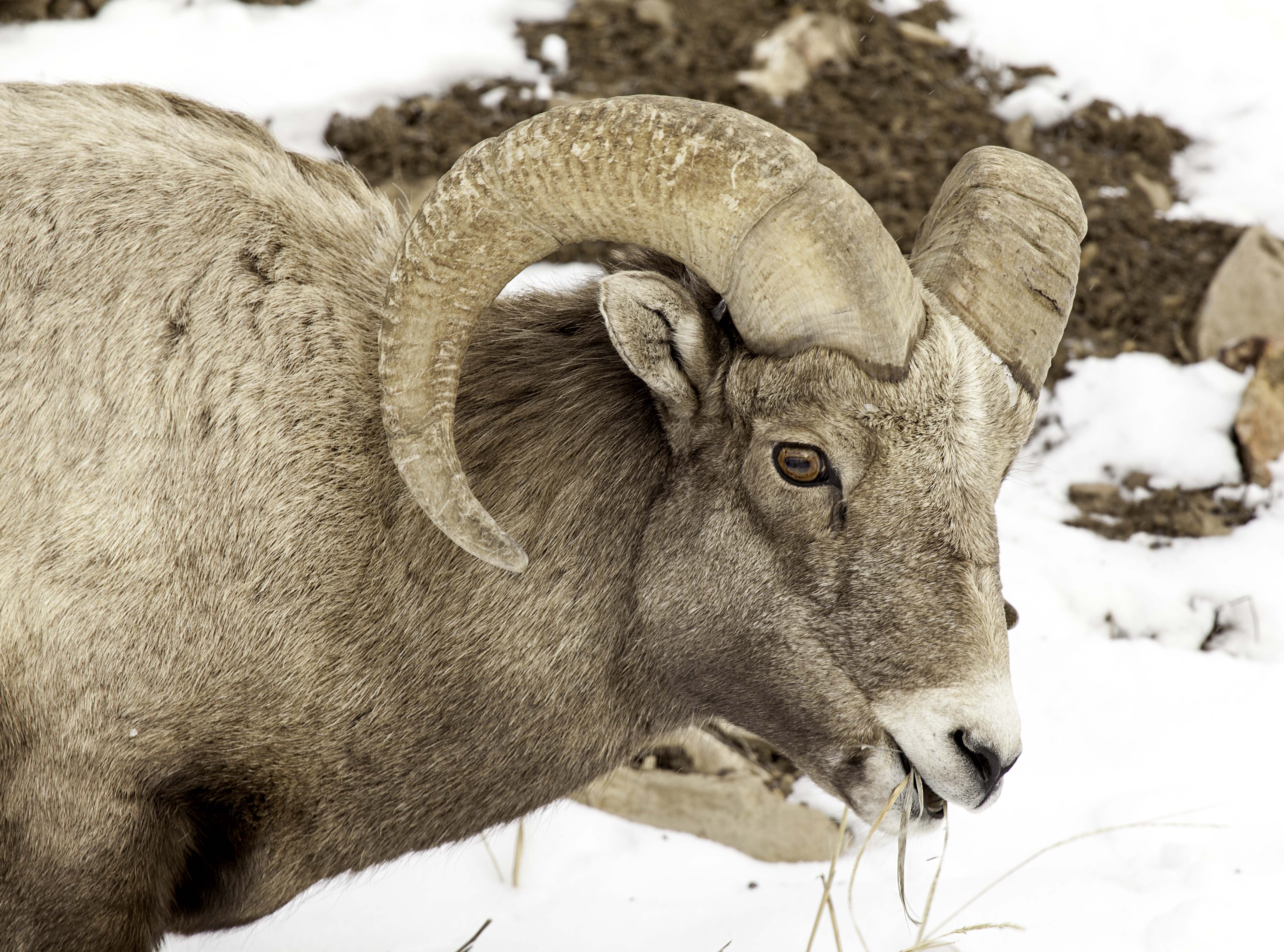 bighorn, Sheep Wallpaper