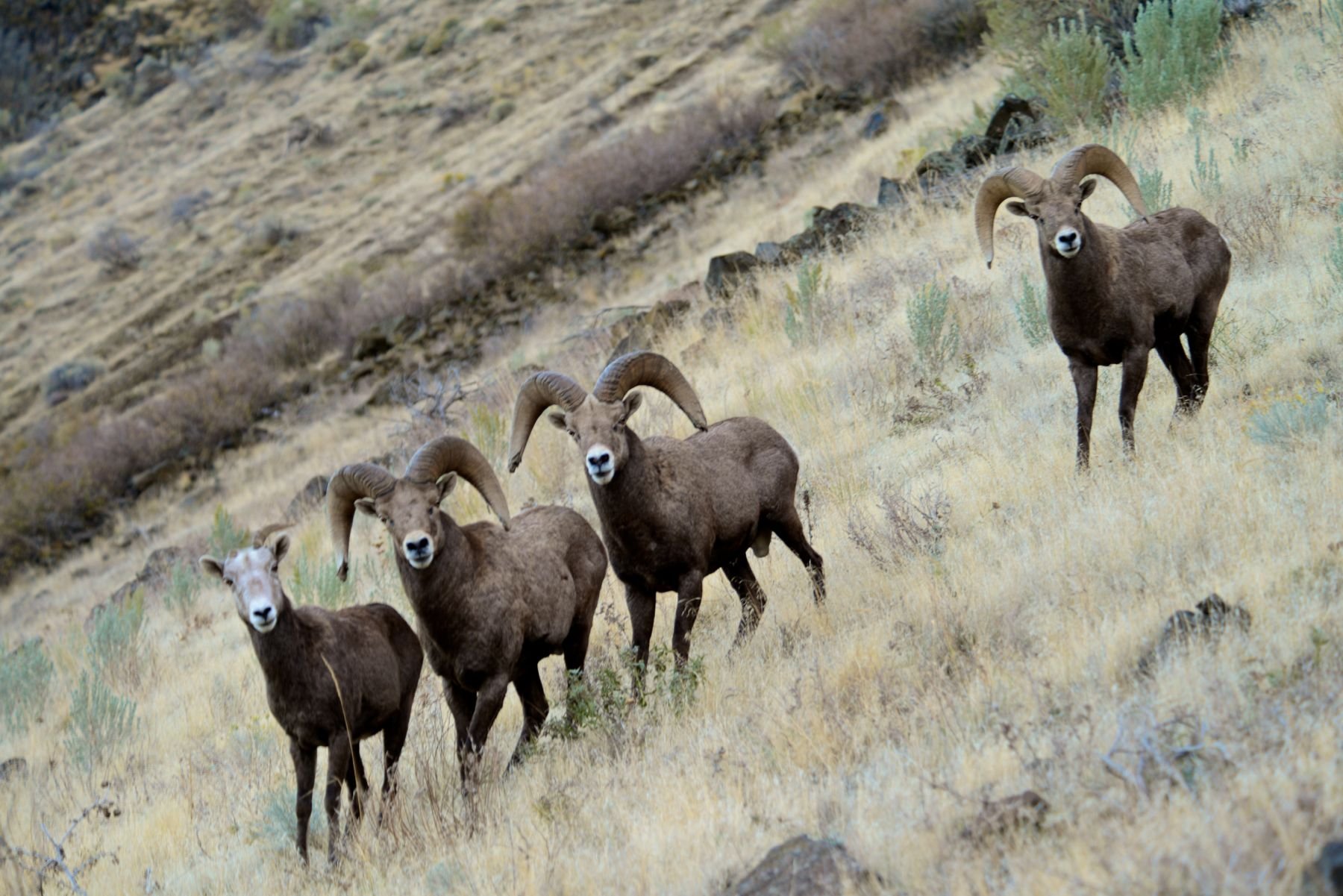 bighorn, Sheep Wallpaper