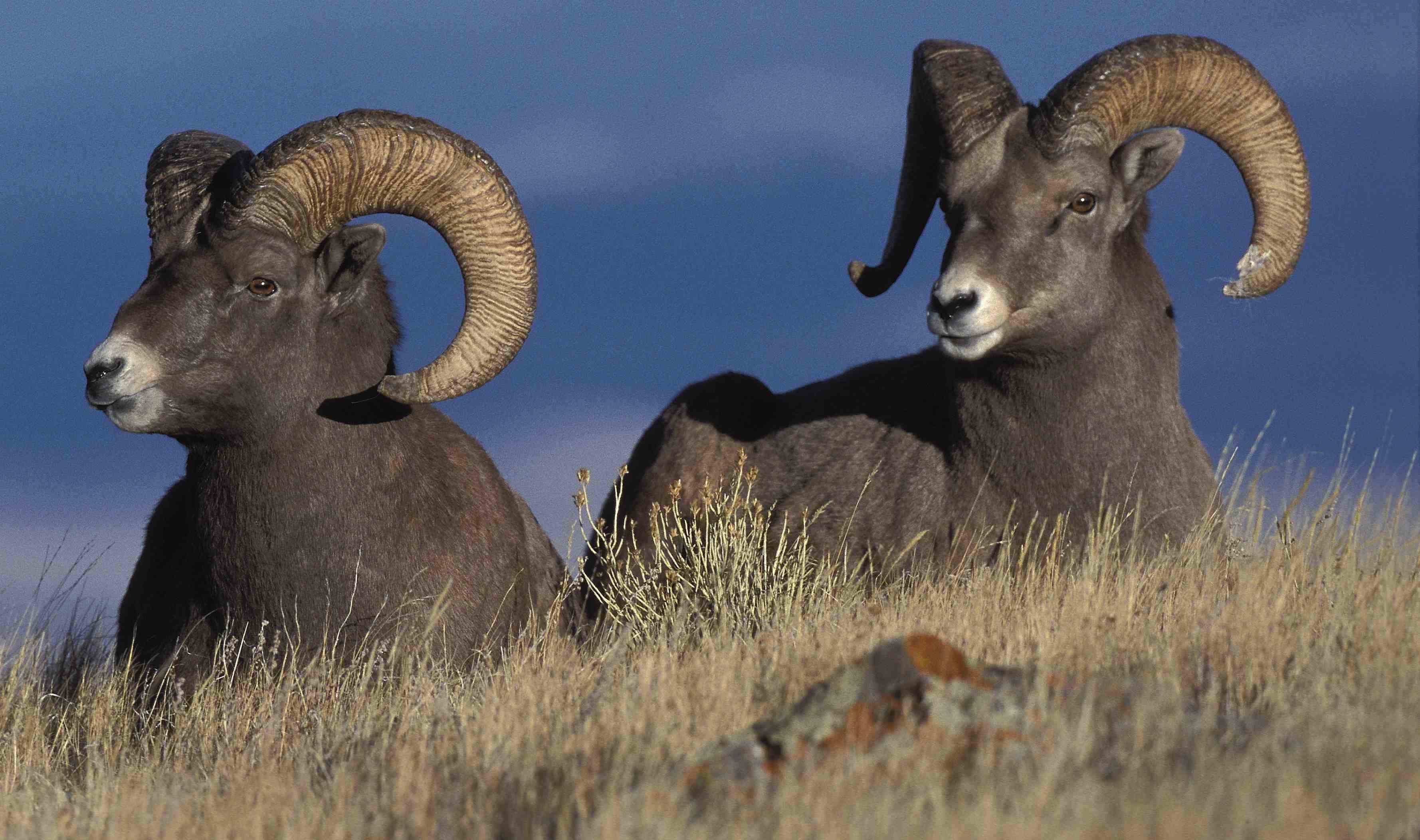 bighorn, Sheep Wallpaper