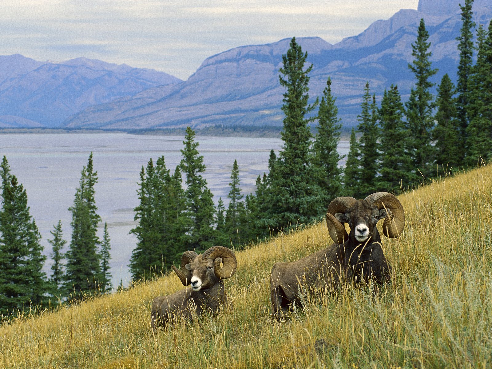 bighorn, Sheep Wallpaper