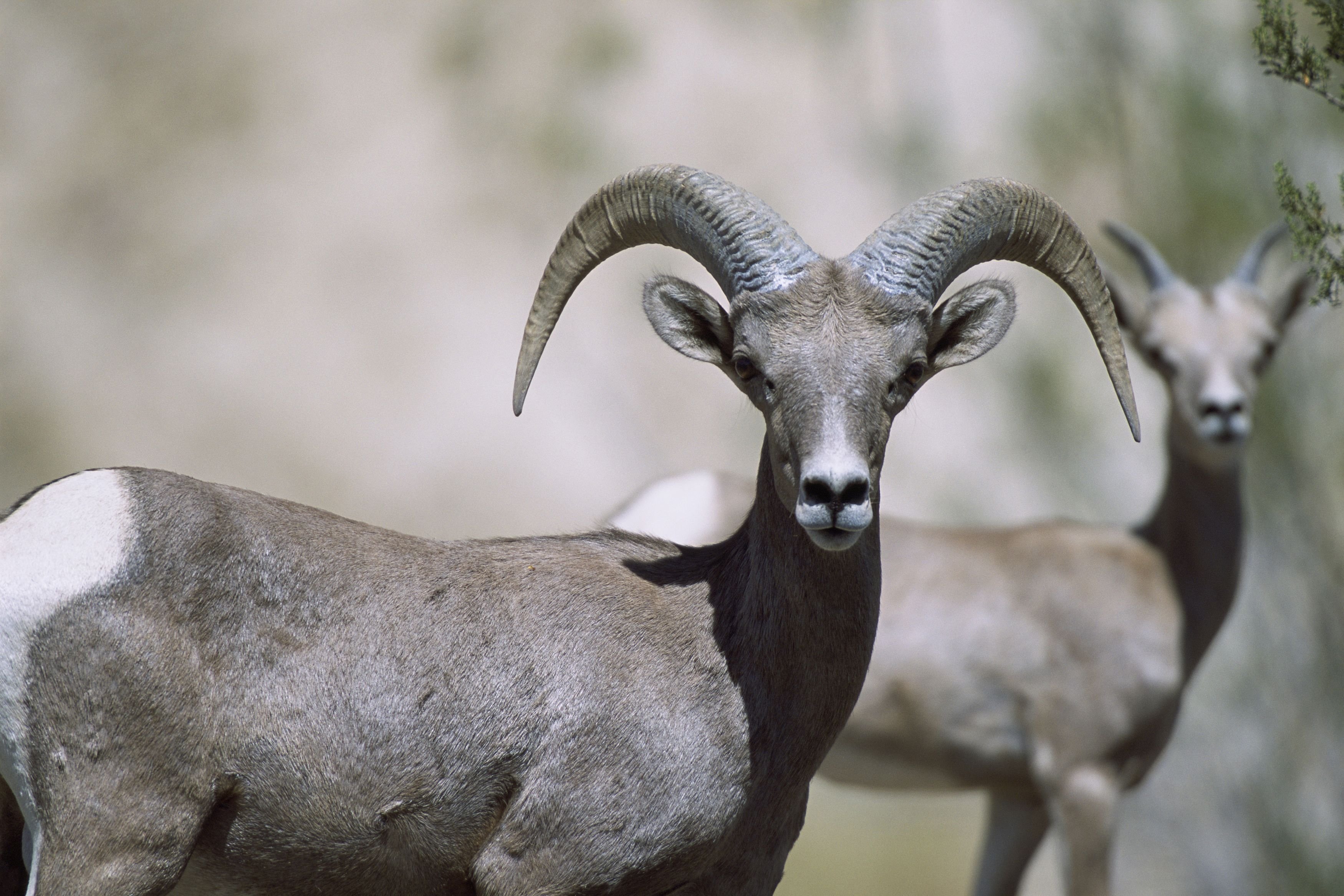 bighorn, Sheep Wallpaper