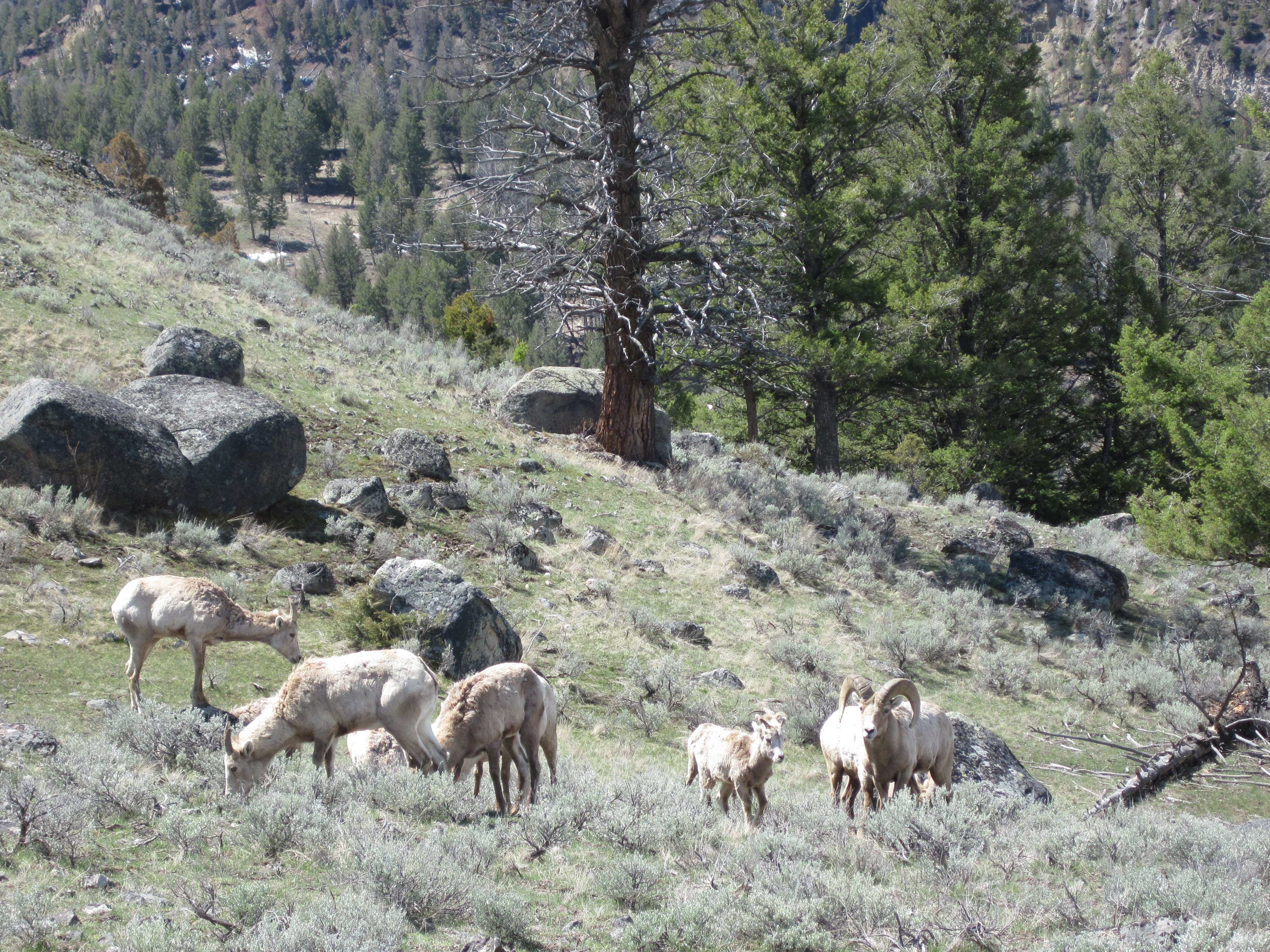 bighorn, Sheep Wallpaper
