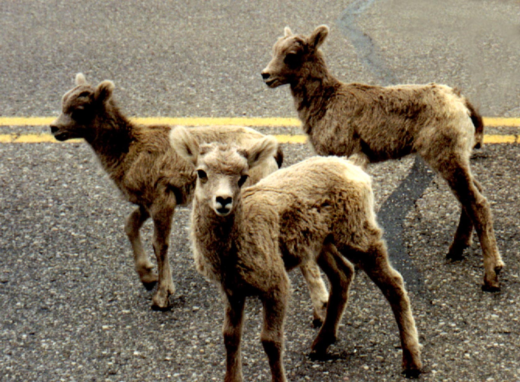 bighorn, Sheep Wallpaper