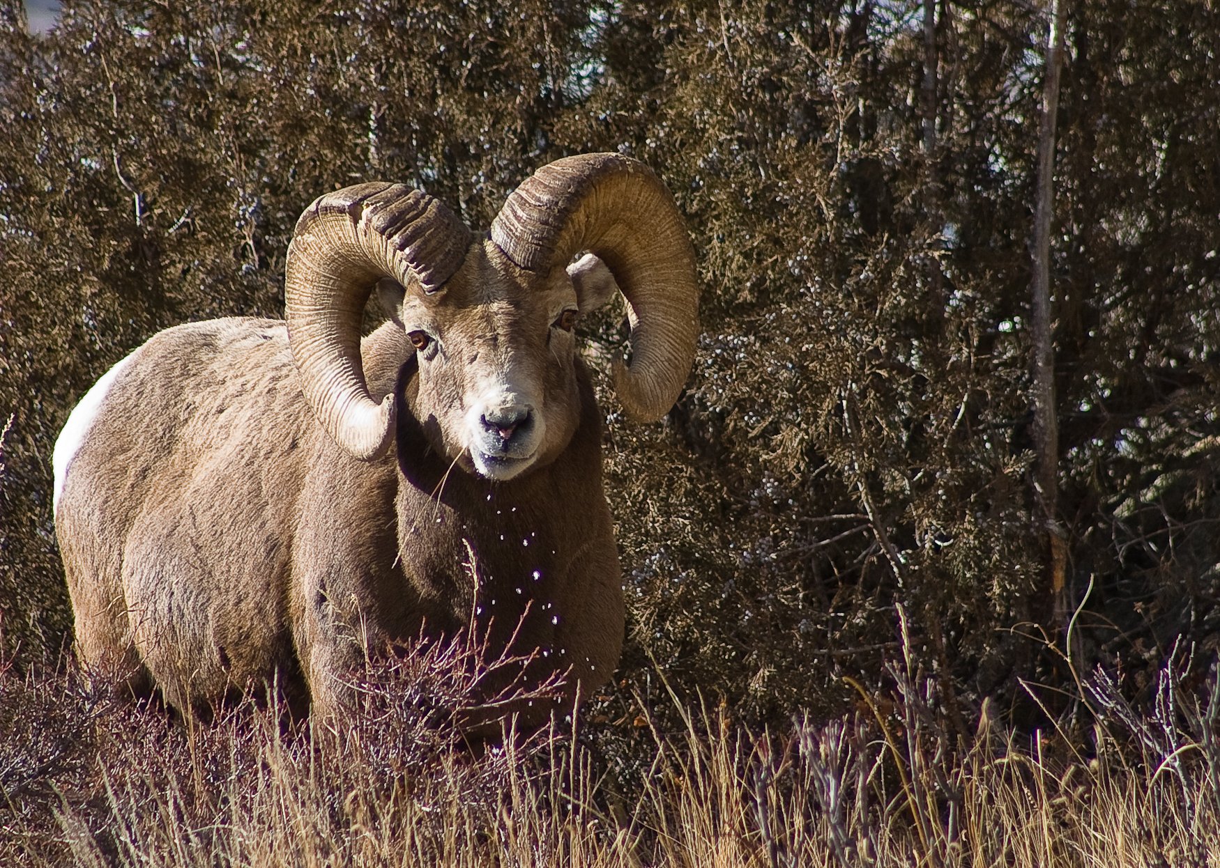 bighorn, Sheep Wallpaper
