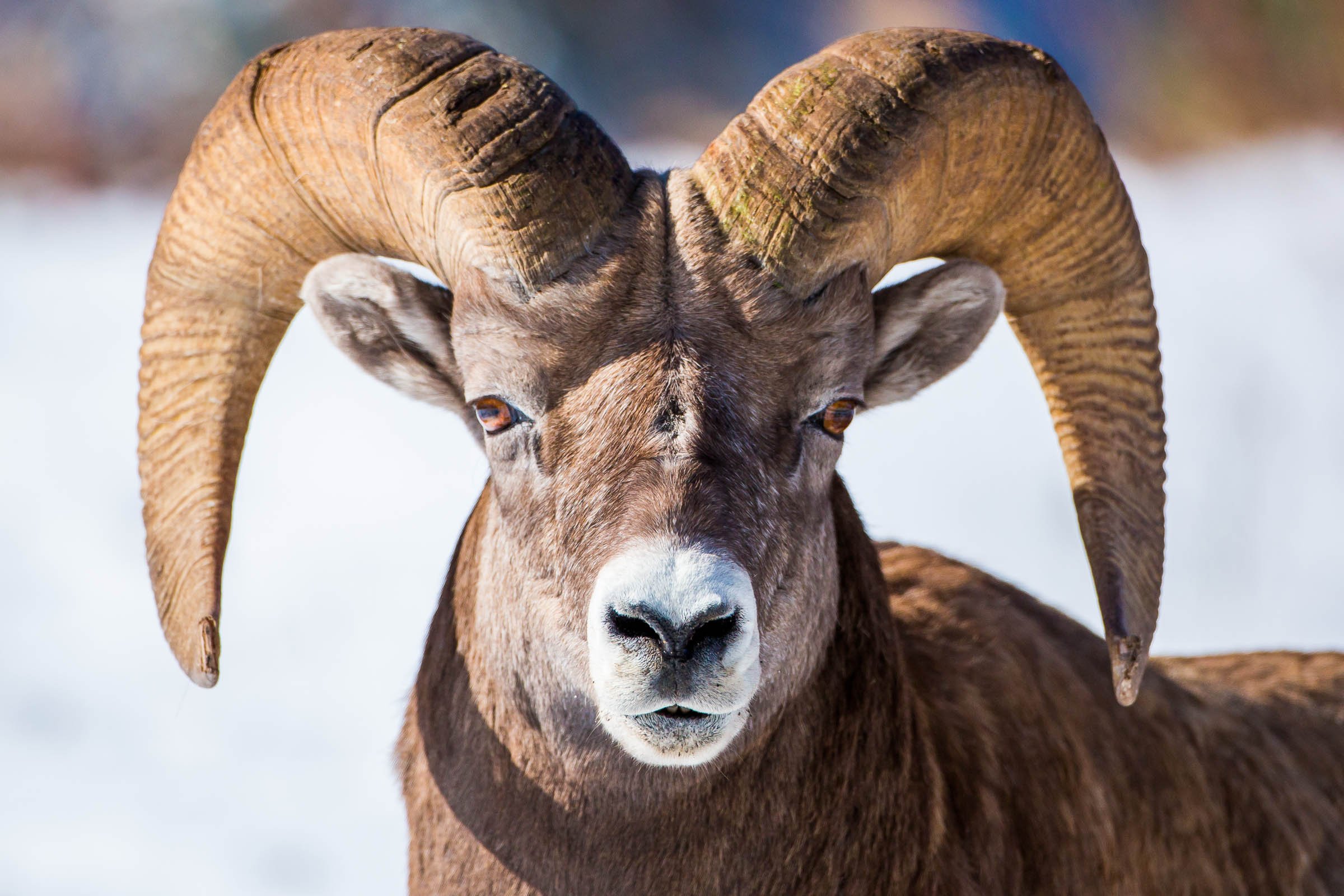 bighorn, Sheep Wallpaper