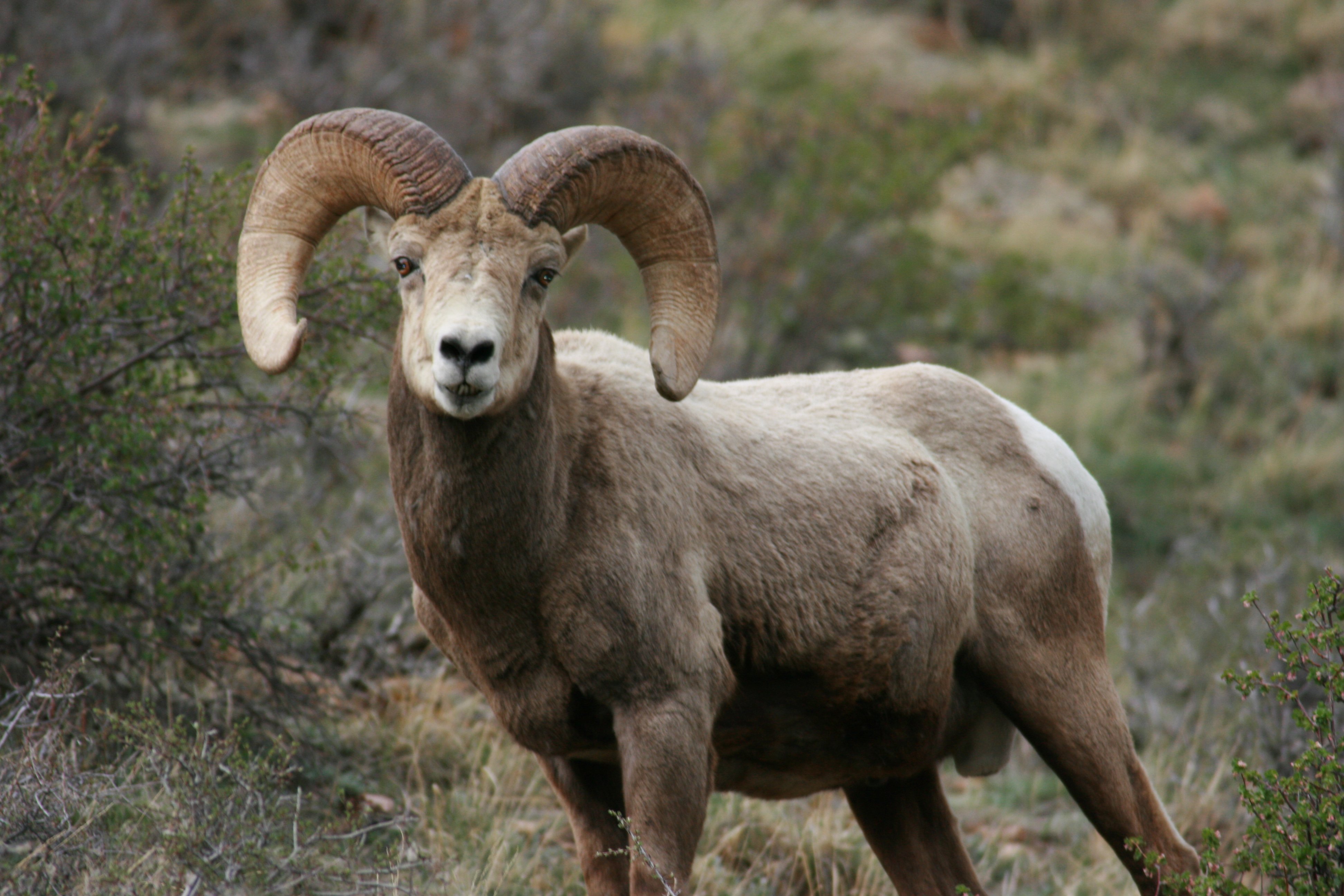 bighorn, Sheep Wallpaper