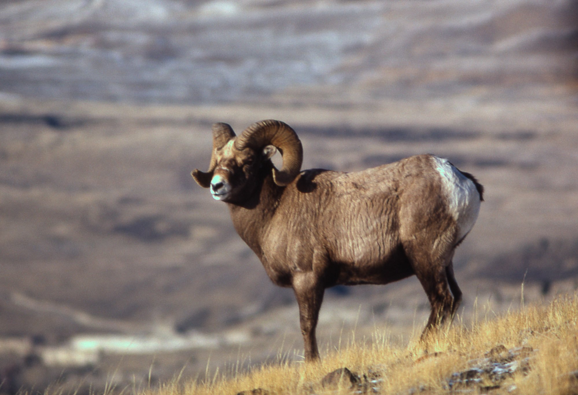 bighorn, Sheep Wallpaper