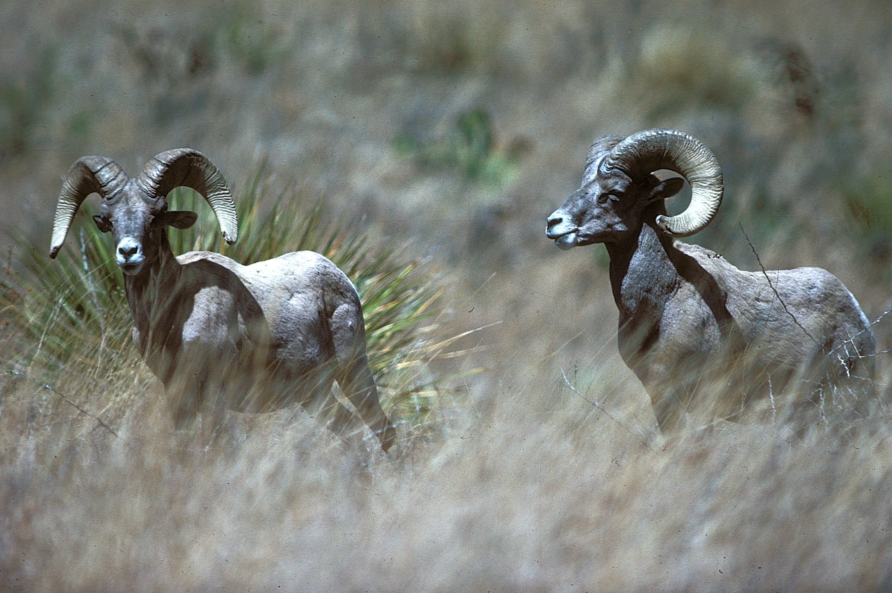 bighorn, Sheep Wallpaper