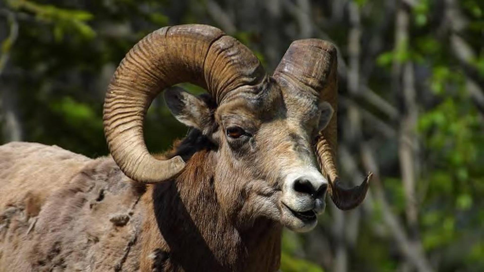 bighorn, Sheep Wallpaper