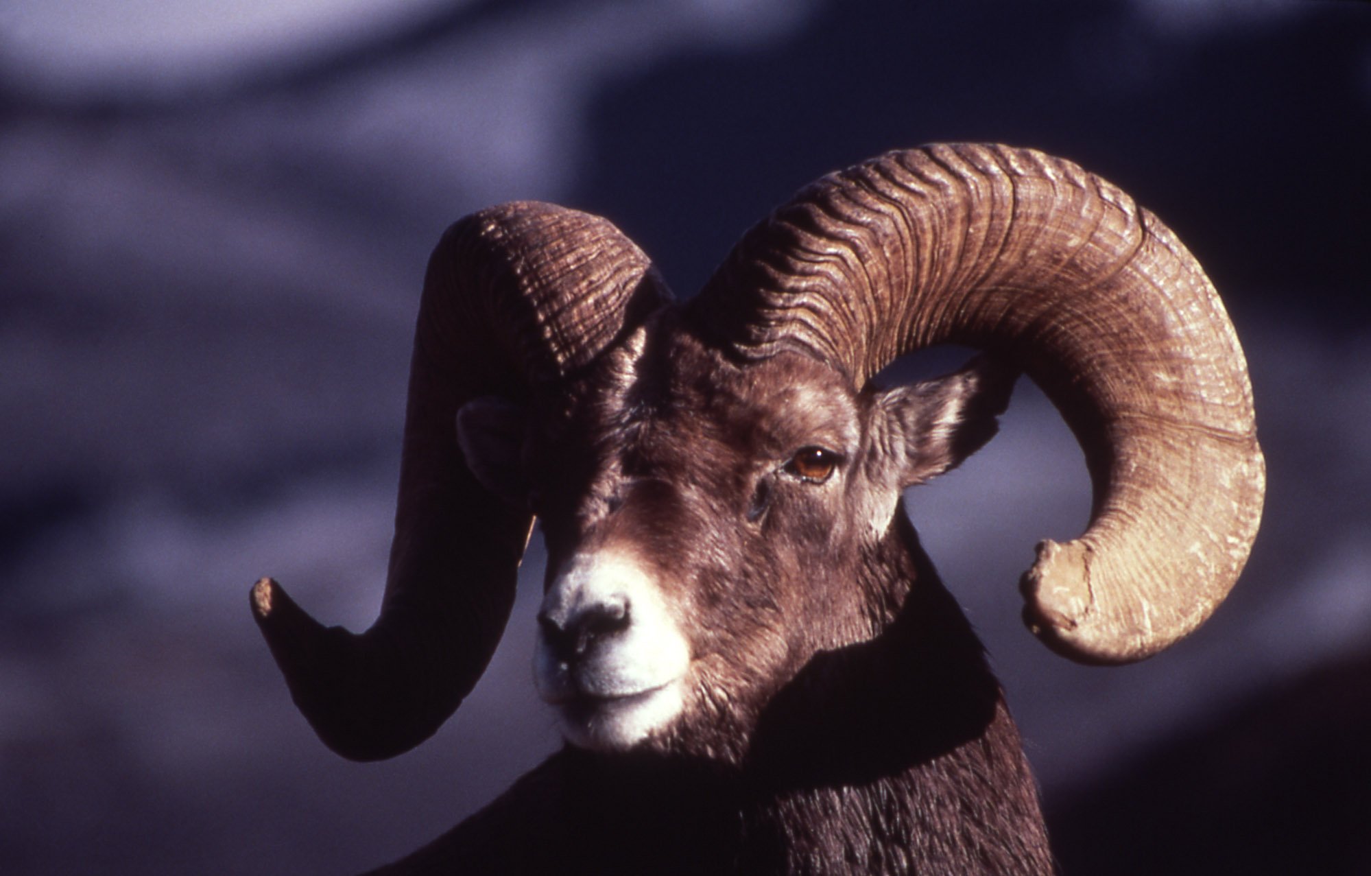 bighorn, Sheep Wallpaper