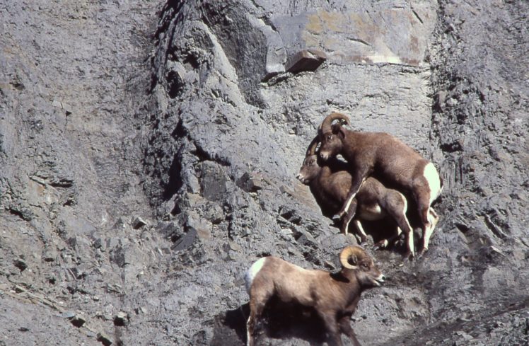 bighorn, Sheep Wallpapers HD / Desktop and Mobile Backgrounds