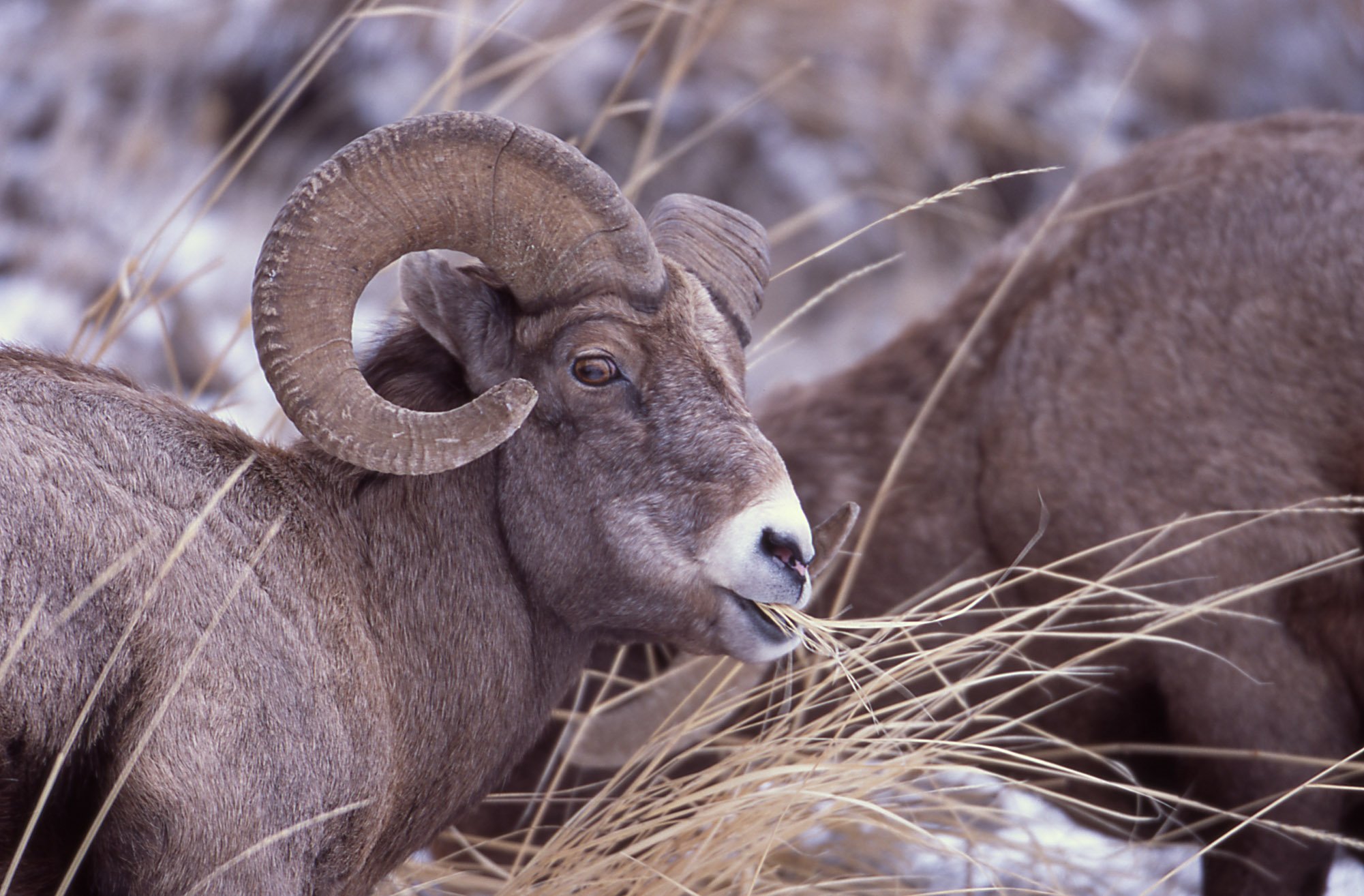 bighorn, Sheep Wallpaper