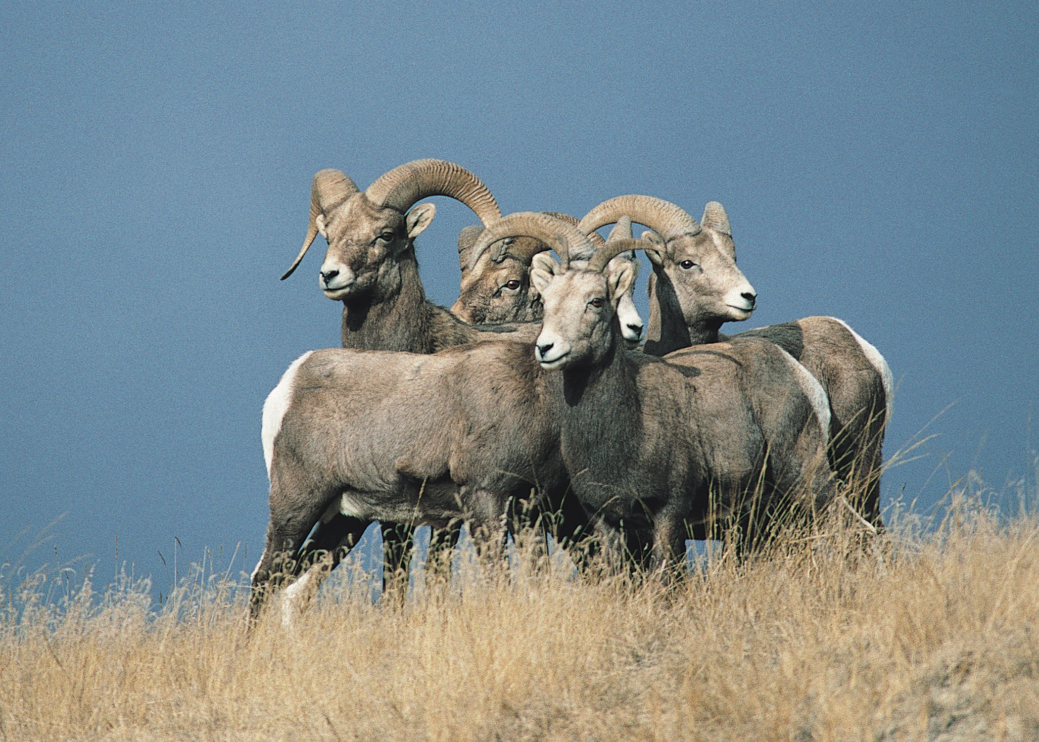 bighorn, Sheep Wallpaper
