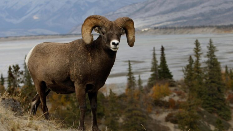 bighorn, Sheep HD Wallpaper Desktop Background